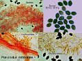Panaeolus antillarum-amf2104-micro